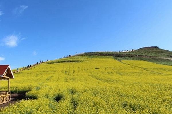 武功山油菜花開放時間2024