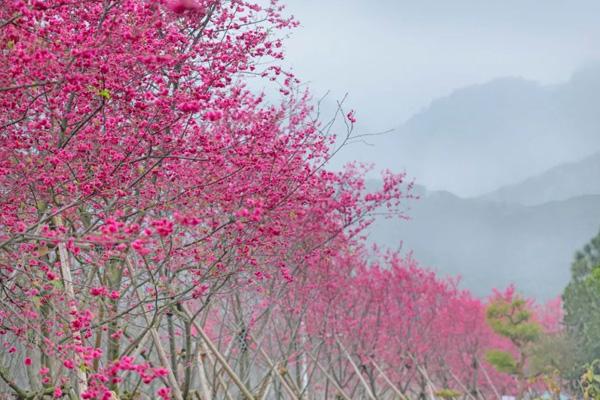 江門賞櫻花的地方有哪些