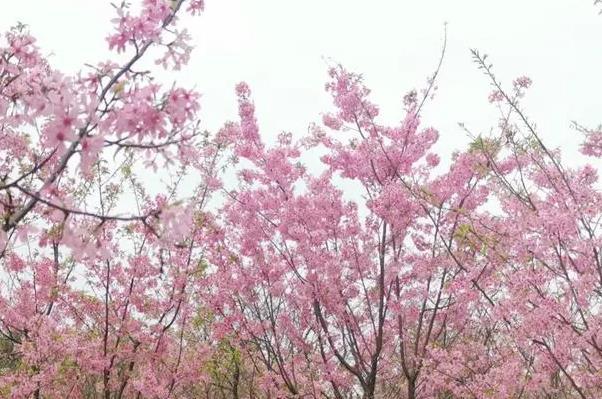 廣西春天開什么花 賞花地點推薦