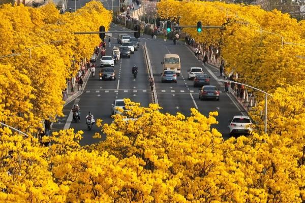 廣西春天開什么花 賞花地點推薦