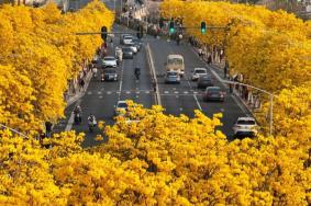 廣西春天開什么花 賞花地點推薦