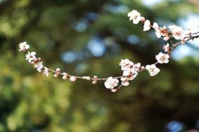 大連看桃花的地方在哪