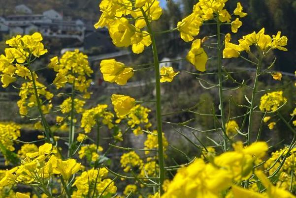 覆卮山油菜花什么時(shí)候開(kāi)