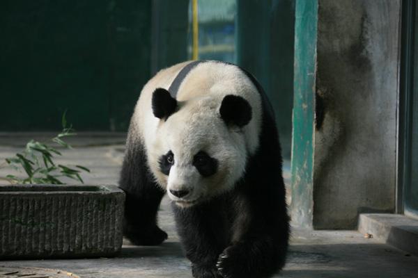 2024成都動物園開放時間及門票