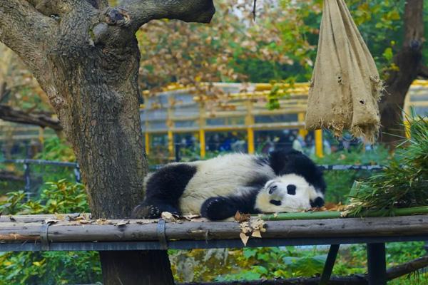 2024成都動物園門票優(yōu)惠政策