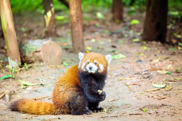 2024成都動物園門票優(yōu)惠政策