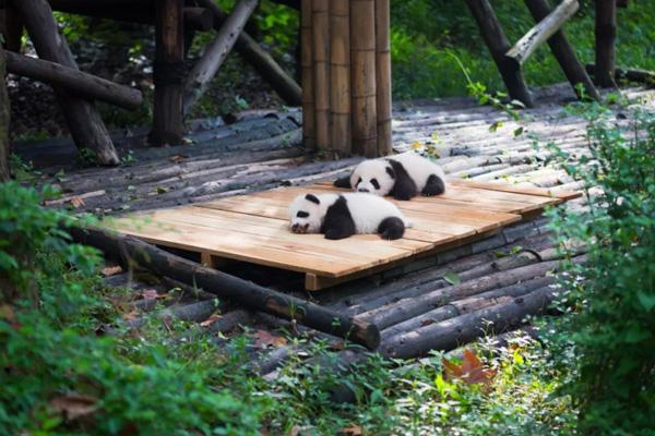 2024成都動物園開放時間及門票