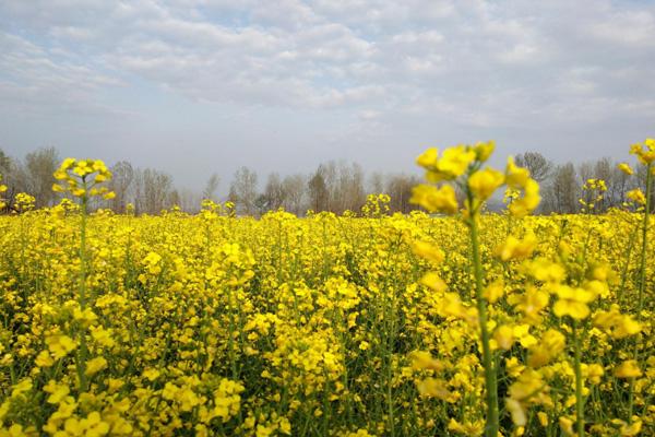 2024陜西漢中油菜花什么時(shí)候開(kāi) 附賞花路線