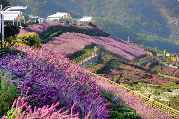 新津花舞人間游玩攻略 一日游攻略