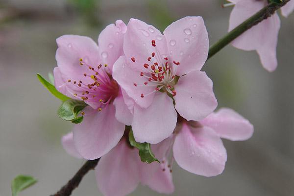 2024蘭州賞花景點(diǎn)和時(shí)間 蘭州賞花好去處