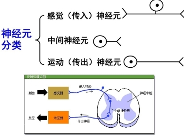 警惕“無效補鈣”：液體鈣成補鈣黃金搭檔(圖2)