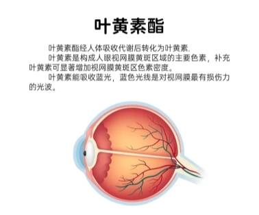 護眼指南：緩解眼疲勞葉黃素怎么挑選(圖3)