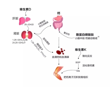 缺鈣怎么補,？液體鈣有用嗎？鈣片哪個牌子好(圖2)