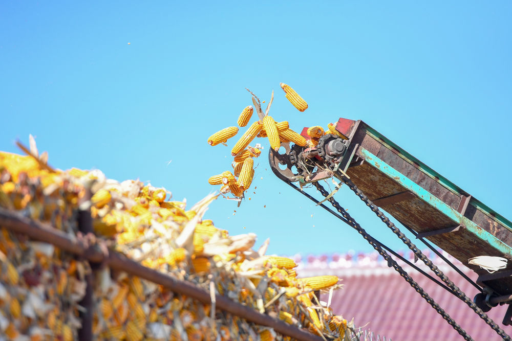 關(guān)注秋收｜力保收成　科技助力――我國東北糧食主產(chǎn)區(qū)秋收見聞(圖2)