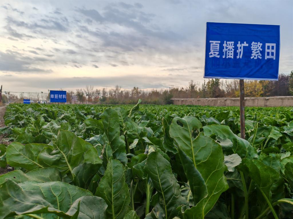 我國(guó)甜菜種子丸粒化加工技術(shù)取得重要突破