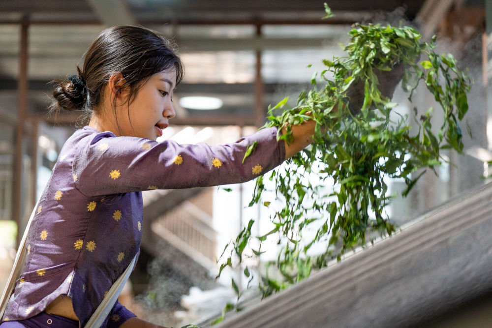 飛閱中國(guó)｜瞰茶馬古道 品千年茶香(圖12)