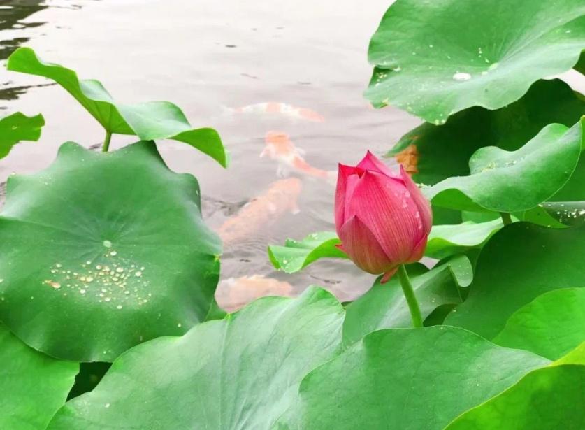 “五一”假期廣州還是雨雨雨,，僅這天雨小點(圖1)