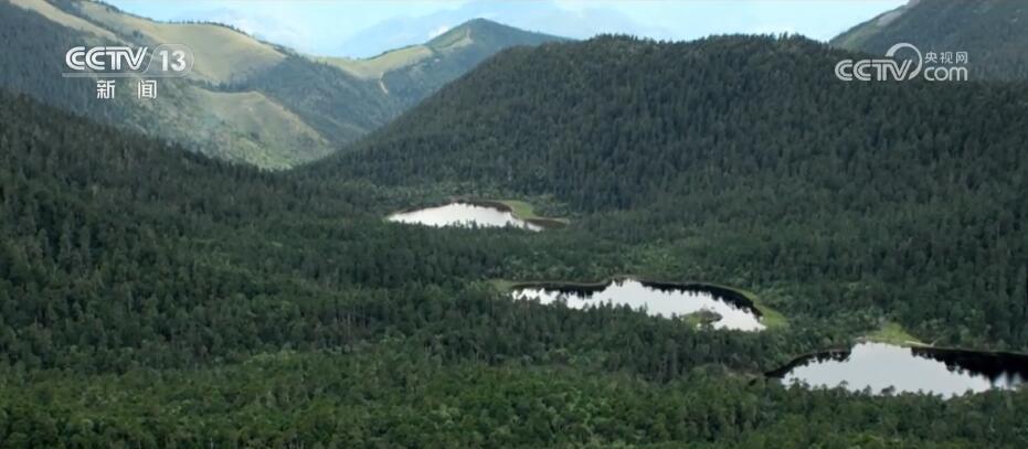 加強生物多樣性保護 “雪山精靈”滇金絲猴種群數(shù)量穩(wěn)步增加