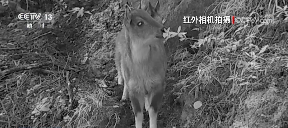 哈巴雪山監(jiān)測到多種珍稀保護動物 生物多樣性保護成效明顯